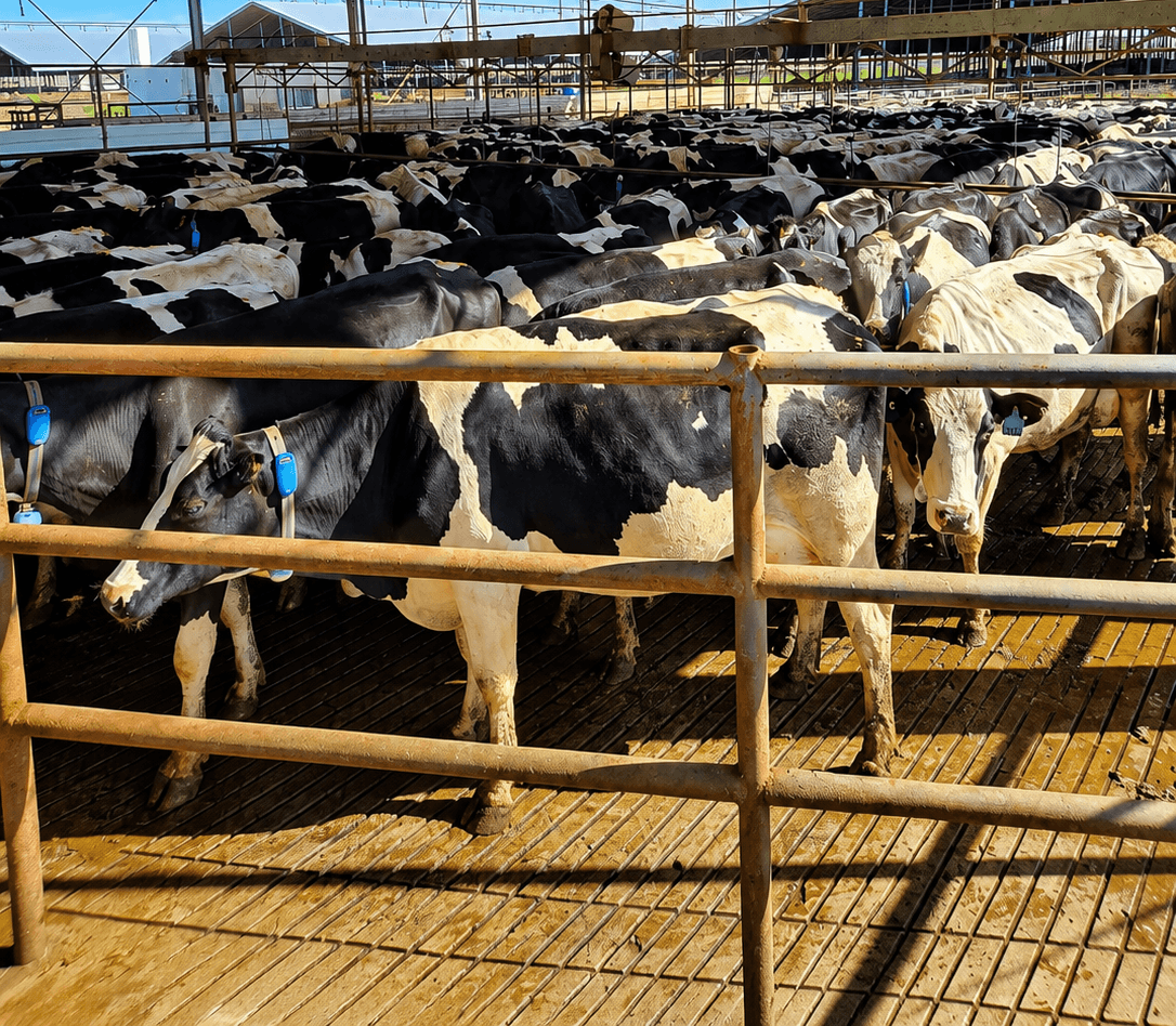 Prevención de mastitis: qué controla una buena rutina de ordeñe
