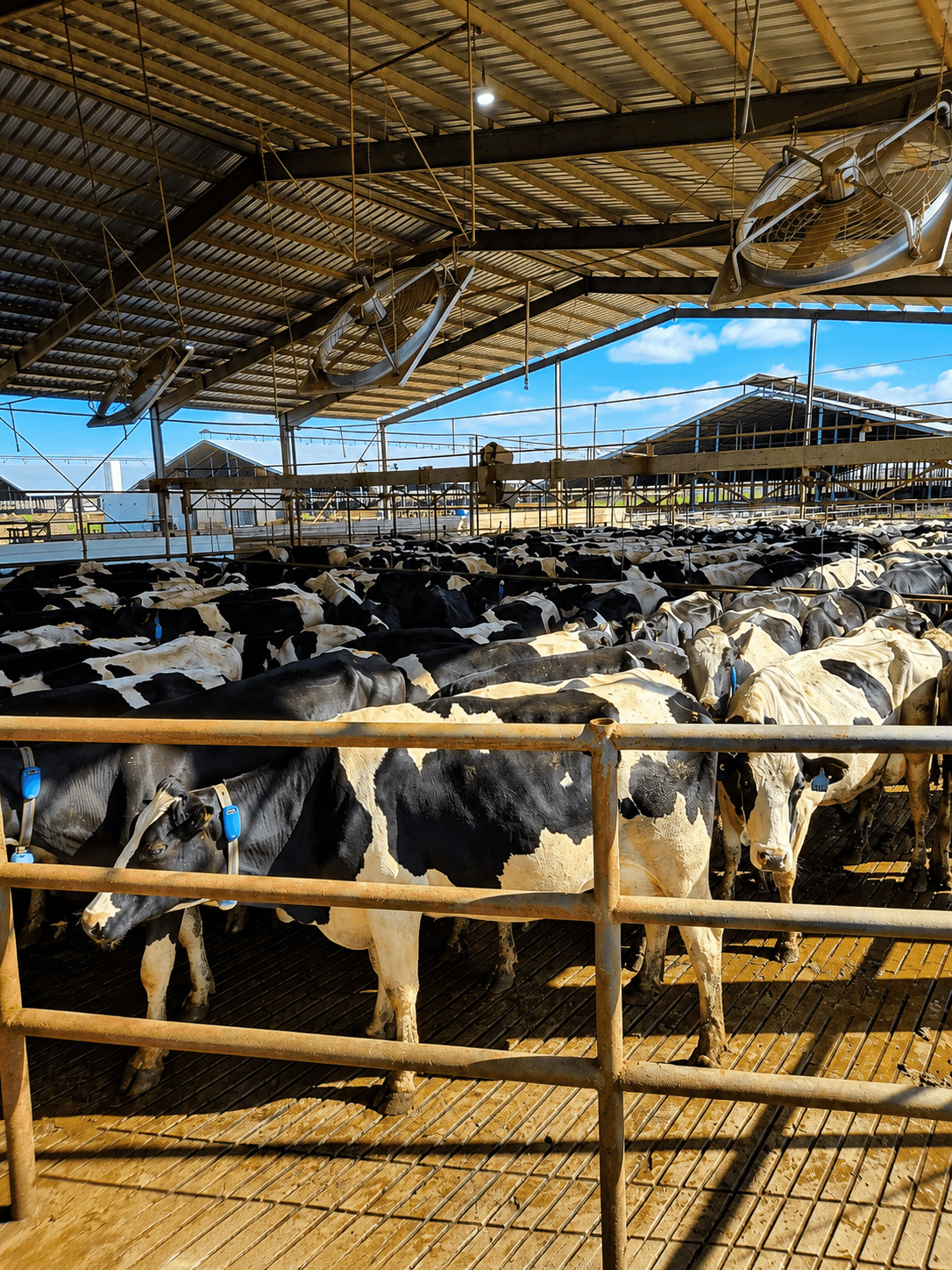 Prevención de mastitis: qué controla una buena rutina de ordeñe