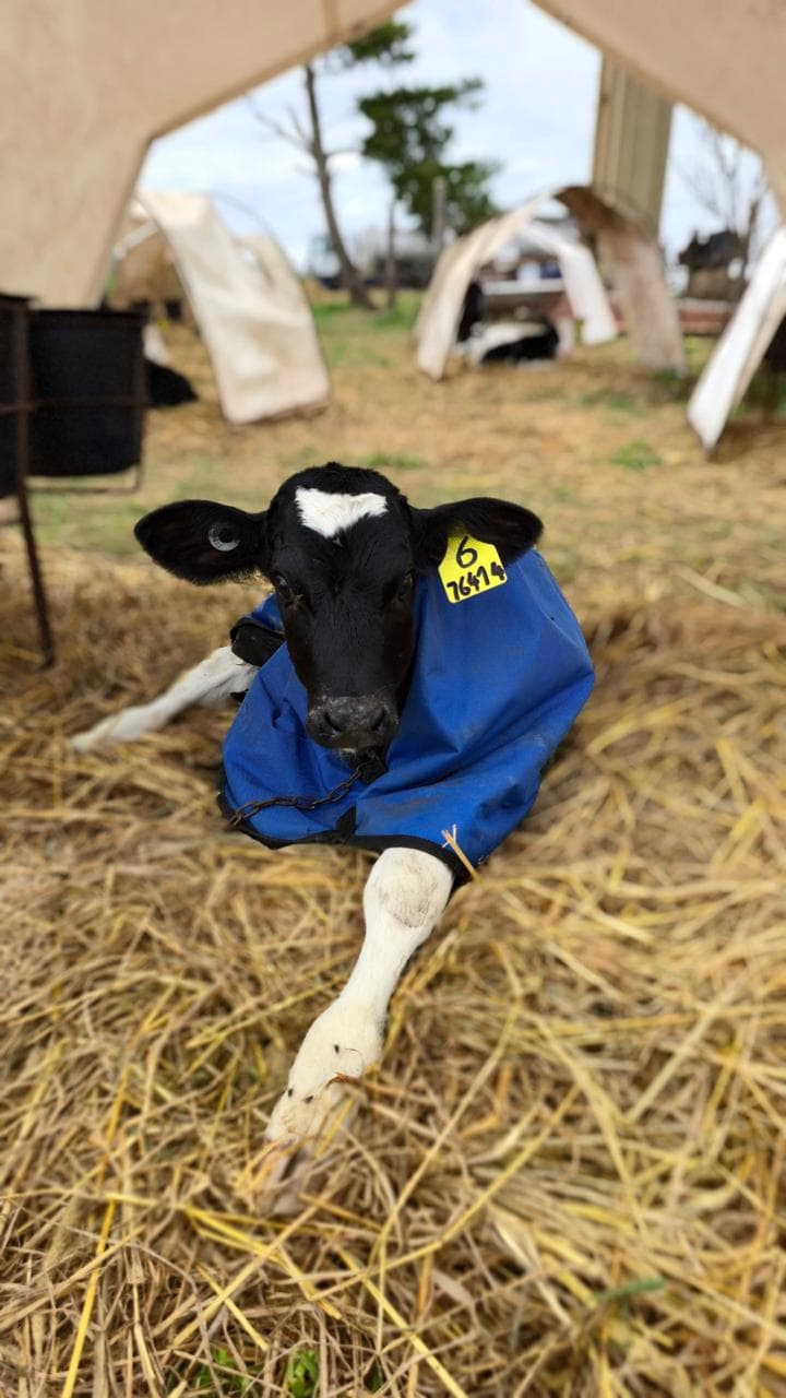 Ternero con capa protectora Nazca en el campo